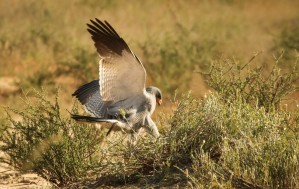 AdriaanPrinsloo 4564