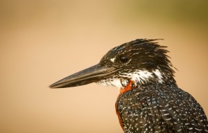 AdriaanPrinsloo 6648