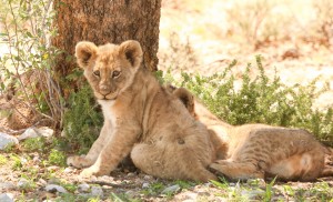 AdriaanPrinsloo 6686