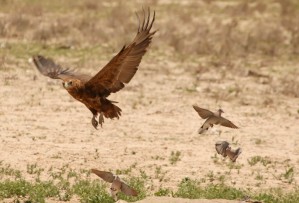 AdriaanPrinsloo 7140 2