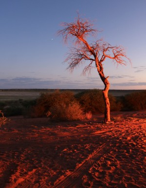 AdriaanPrinsloo 7215