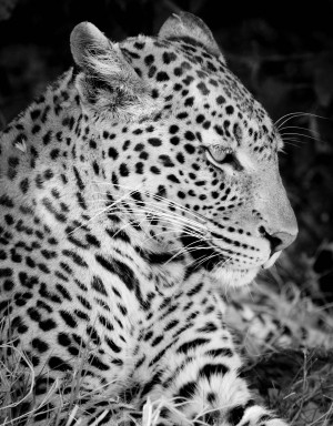 AdriaanPrinsloo 7647