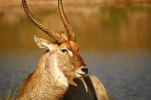 AdriaanPrinsloo 9455