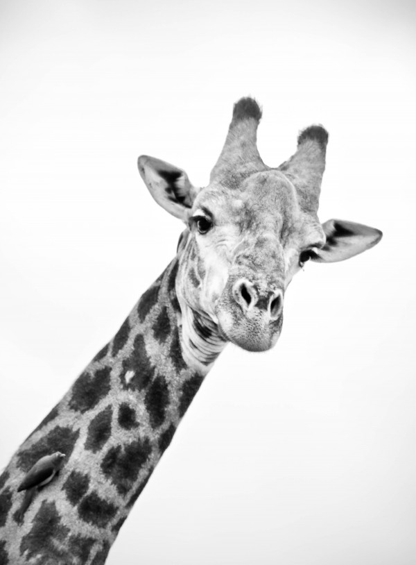 AdriaanPrinsloo 20089 by Adriaan Prinsloo