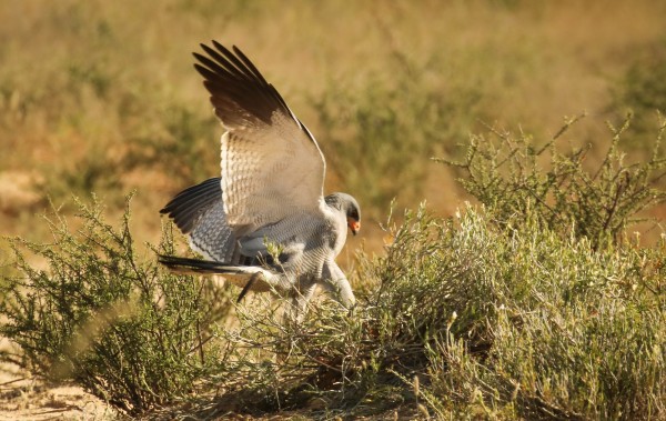 AdriaanPrinsloo 4564 by Adriaan Prinsloo