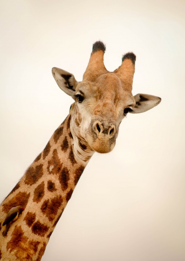 AdriaanPrinsloo 5035 by Adriaan Prinsloo