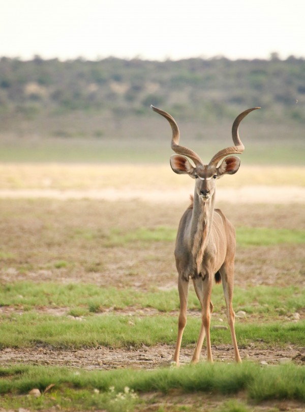 AdriaanPrinsloo 6071 2 Print