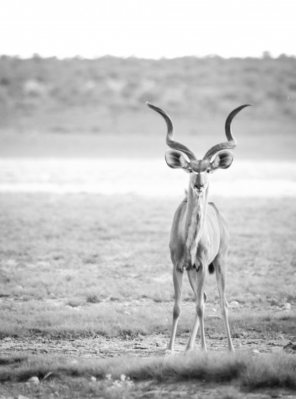 AdriaanPrinsloo 6071 by Adriaan Prinsloo