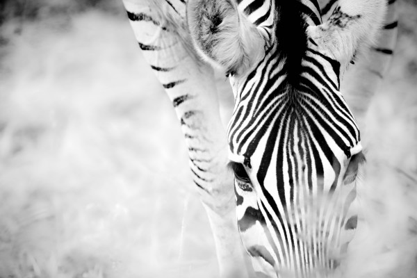 AdriaanPrinsloo 6718 by Adriaan Prinsloo