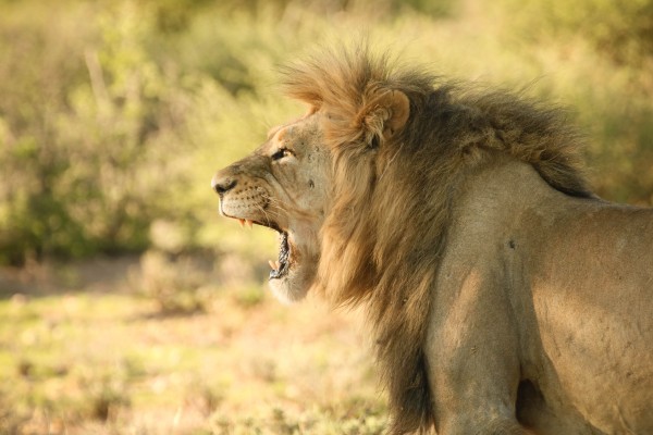 AdriaanPrinsloo 6942 by Adriaan Prinsloo