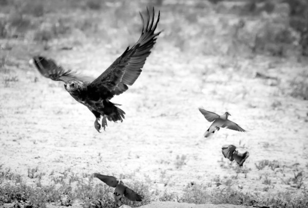 AdriaanPrinsloo 7140 by Adriaan Prinsloo