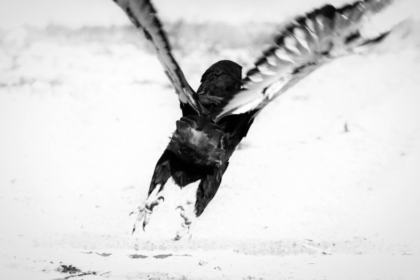 AdriaanPrinsloo 7176 by Adriaan Prinsloo