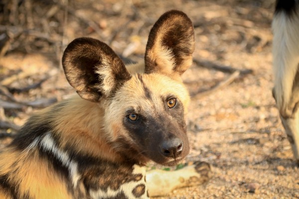 AdriaanPrinsloo 9022 by Adriaan Prinsloo