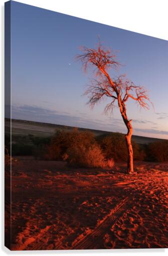 AdriaanPrinsloo 7215 Canvas Print