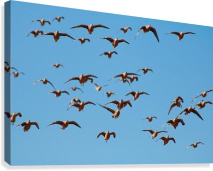 AdriaanPrinsloo 4488 Canvas Print