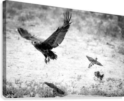 AdriaanPrinsloo 7140 Canvas Print
