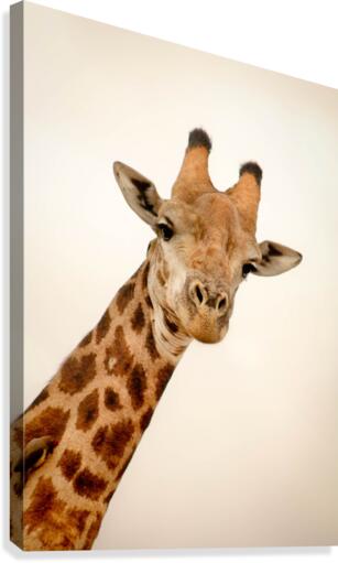 AdriaanPrinsloo 5035 Canvas Print