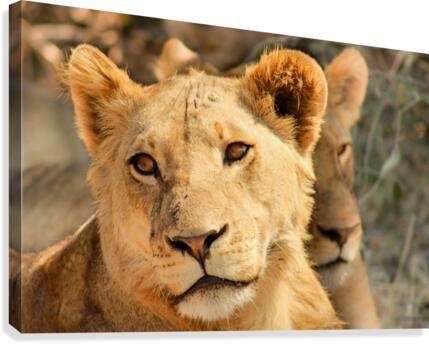 AdriaanPrinsloo 7888 Canvas Print