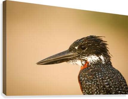 AdriaanPrinsloo 6648 Canvas Print