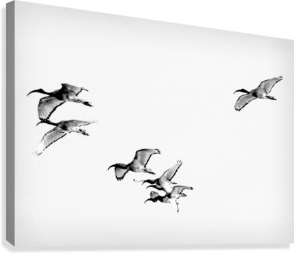 AdriaanPrinsloo 13001 Canvas Print