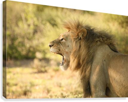 AdriaanPrinsloo 6942 Canvas Print