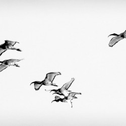 AdriaanPrinsloo 13001