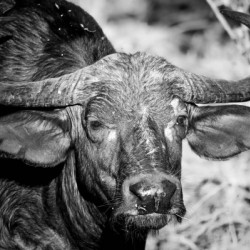 AdriaanPrinsloo 17077