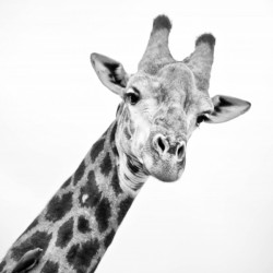 AdriaanPrinsloo 20089