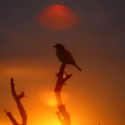 AdriaanPrinsloo 4028