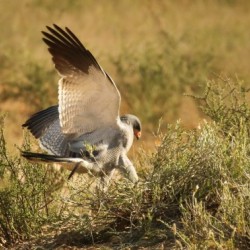 AdriaanPrinsloo 4564