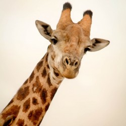 AdriaanPrinsloo 5035