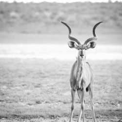 AdriaanPrinsloo 6071