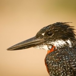 AdriaanPrinsloo 6648