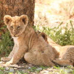 AdriaanPrinsloo 6686