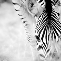 AdriaanPrinsloo 6718