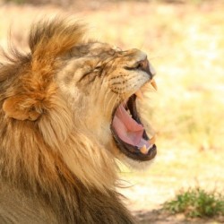 AdriaanPrinsloo 6851 2