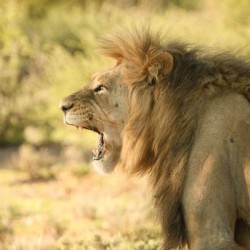 AdriaanPrinsloo 6942