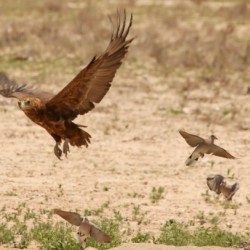 AdriaanPrinsloo 7140 2