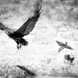 AdriaanPrinsloo 7140