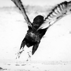 AdriaanPrinsloo 7176