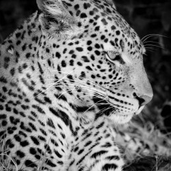 AdriaanPrinsloo 7647