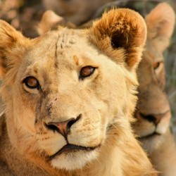 AdriaanPrinsloo 7888