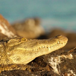 AdriaanPrinsloo 8074