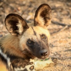 AdriaanPrinsloo 9022