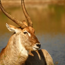 AdriaanPrinsloo 9455