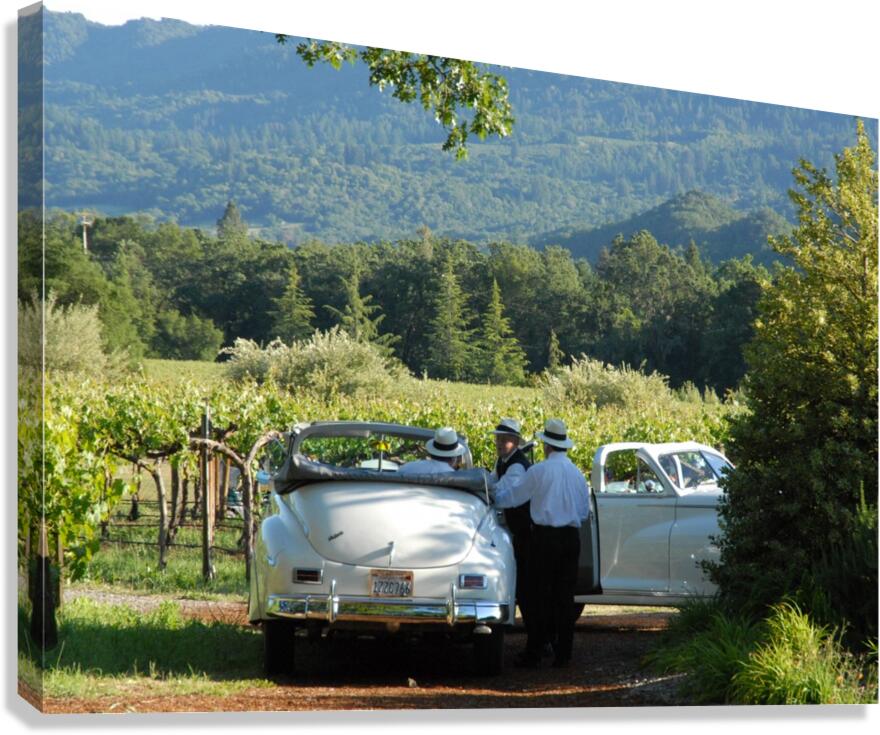 Packards In The Vineyard Canvas Print