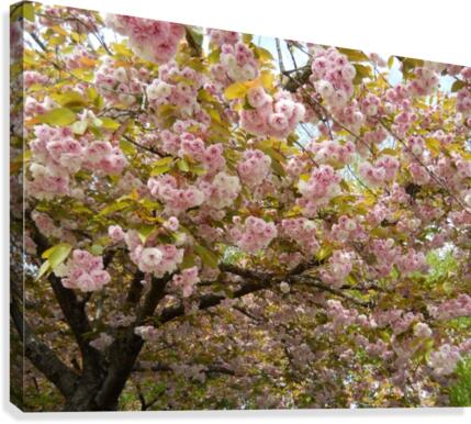 Spring Blooms Canvas Print