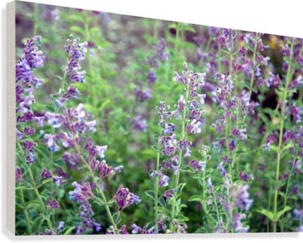 Wildflowers Canvas Print