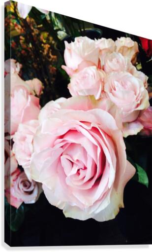  Pink Rose  Canvas Print