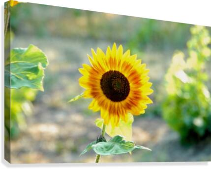 Sunflower Canvas Print
